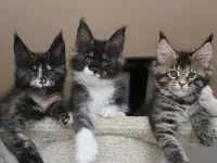 Мейн кун котята!, фотография 2