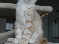 Мейн-кун котенок!, фотография 5