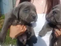 Прекрасные щенки кане корсо