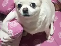 Пропала собака SOS