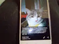 Пропала кошка