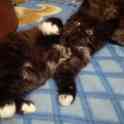 Котята, фотография 6