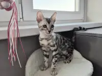 Бенгальские котята
