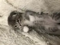 Шотландские вислоухие котята, фотография 4