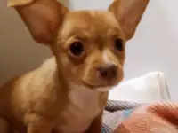 Девочка мини
