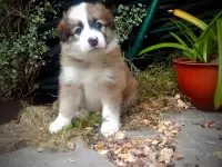 Бордер колли, фотография 4
