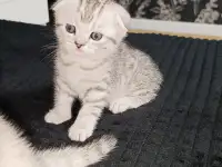 Шотландские котята, фотография 8