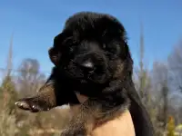 Щенки немецкой овчарки, фотография 5