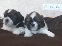 Продам щенков ши-тцу., фотография 3