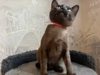 Котята европейской бурмы, фотография 10
