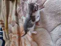 Котята в дар, фотография 11