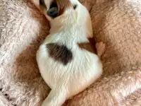 Продаются китайские хохлатые щенки!, фотография 7
