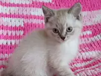 Котята, фотография 2