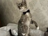 КОТЕНОК, фотография 3