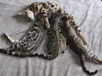 Бенгальские котята, фотография 7