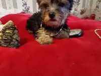 Йорк щеночки