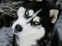 Щеночки хаски. Документы, питомник, фотография 4