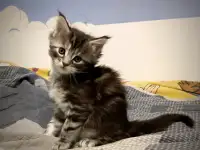 Котята Мейн-кун, фотография 10