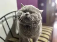Кошка Мила в добрые руки, фотография 2