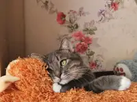 Отдам котят, кошку и кота, фотография 10