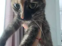 Кошка в поиске дома, фотография 3