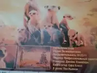 Ди-ви-ди диск Сурикаты
