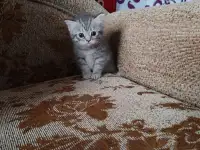 Британские котята, фотография 3