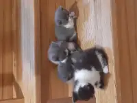 Котята в дар, фотография 5