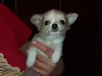 Щенки чихуахуа