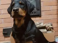 Ротвейлер девочка.