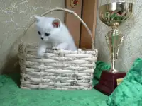 Британские котята, фотография 4