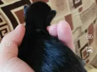 Котята в дар: выбирайте, фотография 4