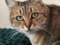 Шанталь-кошка молодая, кастрирована.