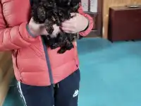 Той Пудель мальчики