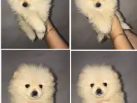 Щенки Шпица Мини, фотография 5