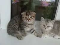 Котята шотландские