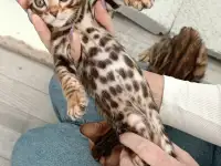 Бенгальские котята, фотография 5
