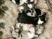 Купить щенка бордер колли
