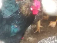 утки петухи, фотография 3