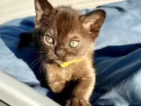 Котёнок Европейской бурмы, фотография 7