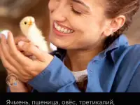Пшеница, ячмень, овёс, третикалий, шрот, комбикорма и другое
