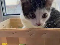 Замечательные котята, фотография 4