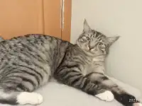 Красавец Барс ищет дом!, фотография 10