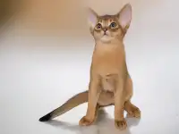 Абиссинские котята, фотография 5