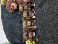 Шоколадки чихуахуа