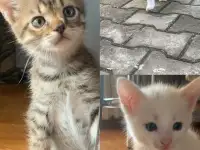 Отдам котят в добрые руки