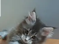 Кошечки мейн-кун, фотография 3
