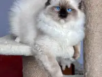 Рэгдолл, фотография 2