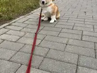 Щенок корги