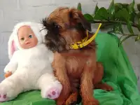 Брюссельский гриффон, фотография 6